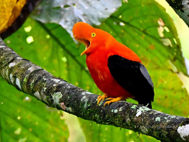 Cock of the Rock Vogel Felsenhahn Felshahn Mindo Ecuador