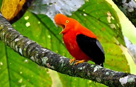 Cock of the Rock Vogel Felsenhahn Felshahn Mindo Ecuador