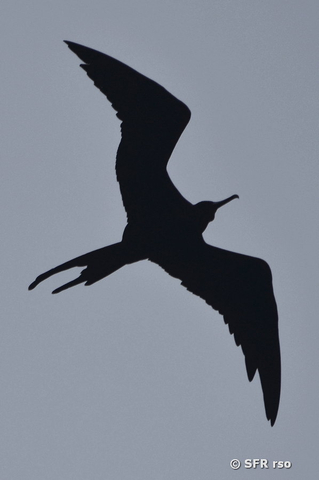 Fregattvogel in Ecuador