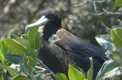 Fregattvogel Mangrove in Ecuador