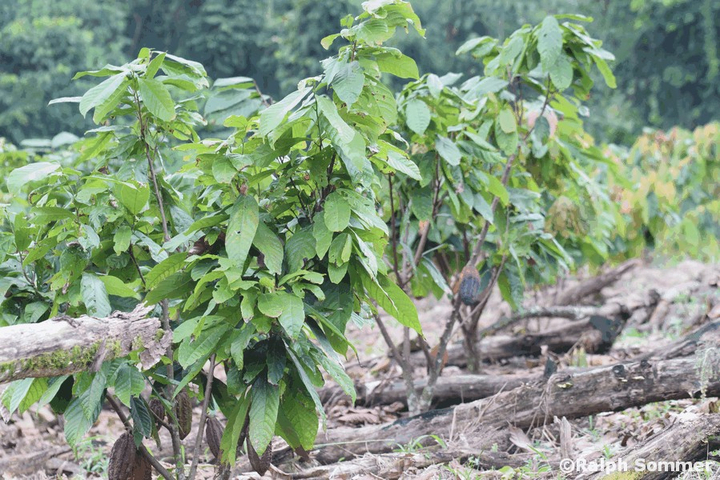 Ein-Jahres Kakaopflanzen in Ecuador