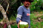 Kokosnuss fertig zum Trinken in Ecuador