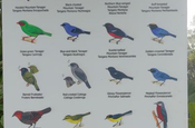 Repraesentatives Vogelplakat im Reservat Yanacocha in Ecuador
