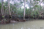 Weiße Mangroven in Mangrovenwald an Pazifikküste, Ecuador