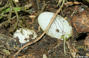 Boa Eier im Reservat La Perla in Ecuador