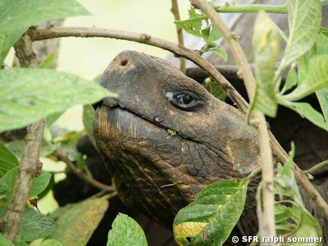 Riesenschildkröte Chelonoidis nigra Kopf zwischen Blättern Galapagos