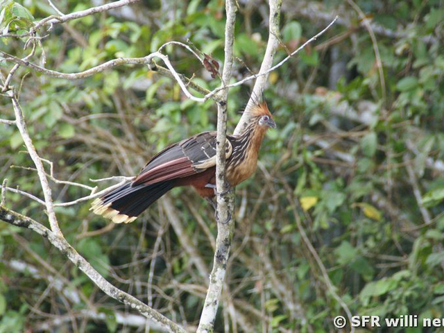 Hoatzin