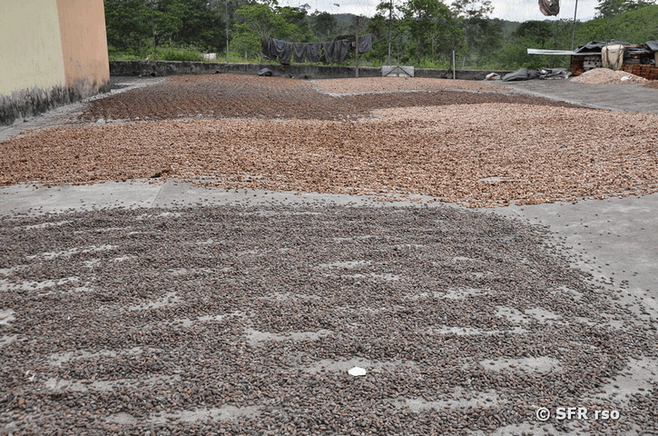 Kakaobohnen in verschiedenen Trockenstadien, Ecuador