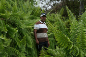 Königsfarn Osmunda regalis Vegetation Trillizos Galapagos