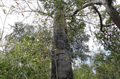 Petrino Baum im Nationalpark Puyango, Ecuador