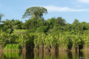 Regenwald im Nationalpark Yasuni in Ecuador