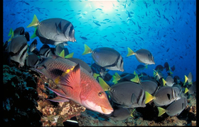 Fischschwarm-Galapagos