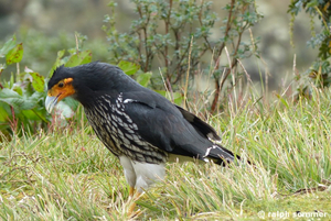 Caracara