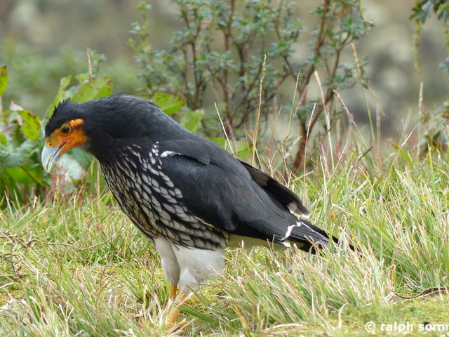 Caracara