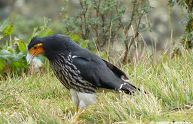 Caracara