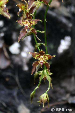 Odontoglossum Orchidee in Ecuador