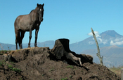 Pferd auf Hügel in Ecuador