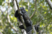 Saki Affe auf Baumstamm in Ecuador