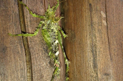 Heuschrecke grün gesprengelt in Ecuador