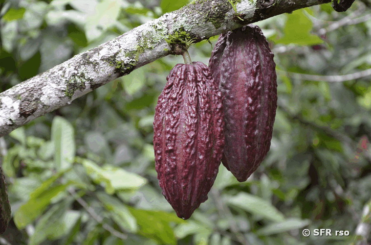 Kakaofrüchte am Baum in Ecuador