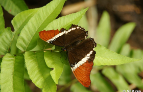 Schmetterling (siproeta epaphus)