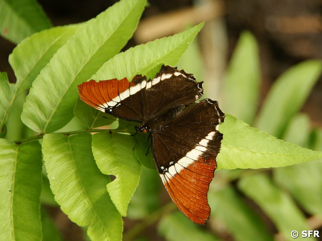 Schmetterling (siproeta epaphus)