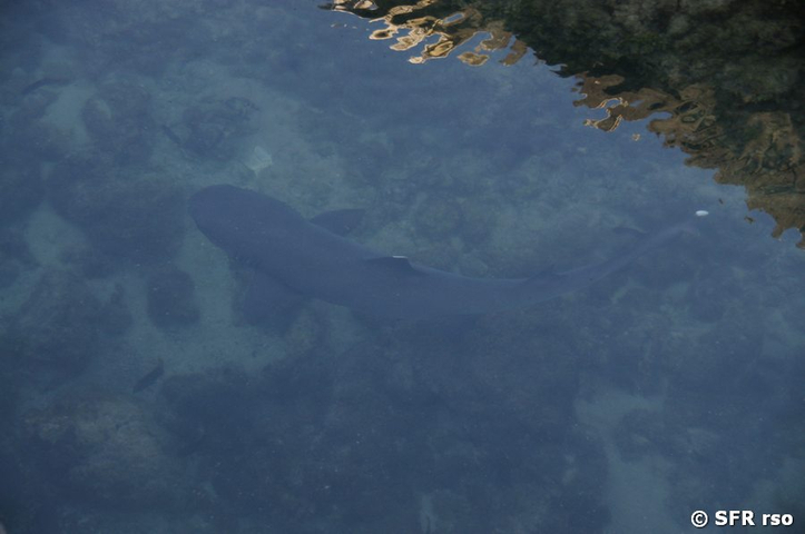 Weißspitzenhai in Las Tintoreras, Galapagos