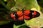 Danaus Schmetterling, Ecuador