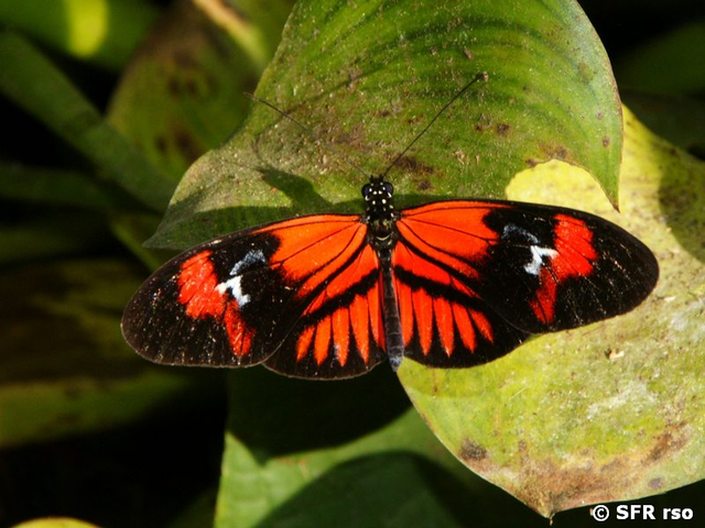 Danaus Schmetterling, Ecuador