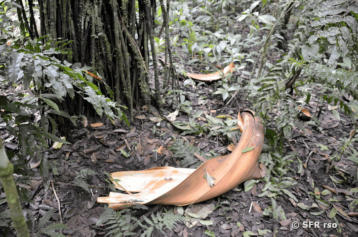 Deckblatt Bambil Palme im Reservat La Perla in Ecuador