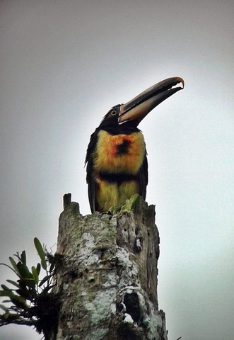 Halsbandarassari auf Baumstumpf in Ecuador