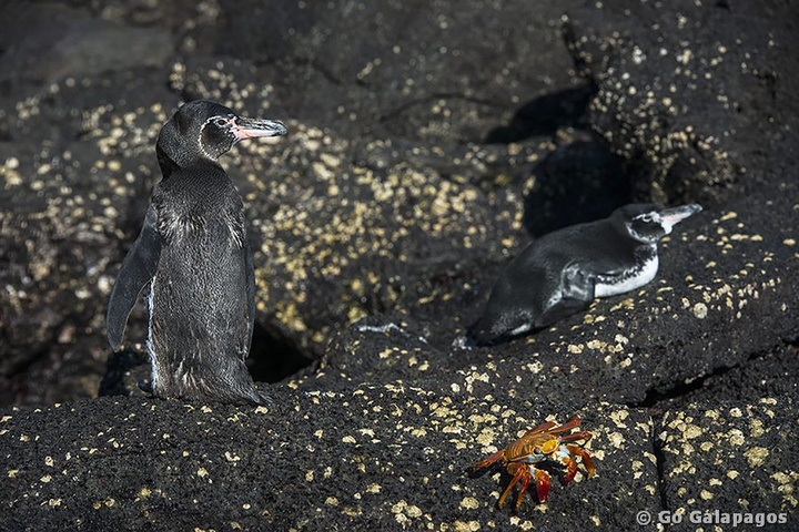 Humboldt Pinguin Spheniscus homboldti auf Lavastrand Galapagos