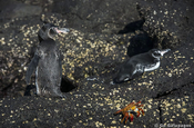 Humboldt Pinguin Spheniscus homboldti auf Lavastrand Galapagos