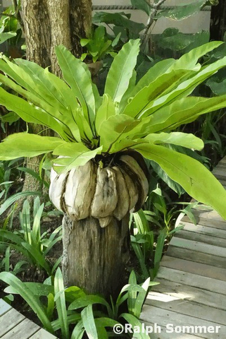 Kokosschalen Pflanzenbehälter, Ecuador