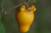 Kuheuterpflanze Einzelfrucht in Ecuador