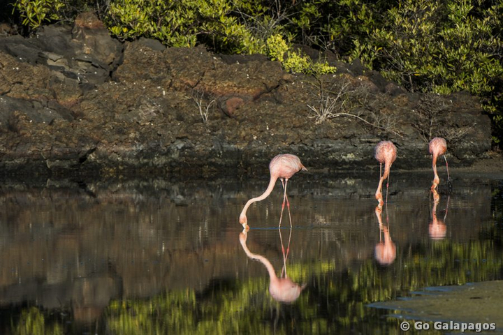 Rote Flamingo am Bachas Beach, Galapagos
