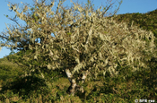 Tillandsia bromeliaceae usneoides spanisches Moos Ziegenbart Galapagos