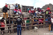 Zuschauertribüne bei Stierkampf in Zumbahua, Ecuador