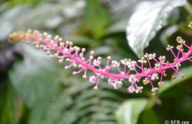 Phytolaccaceae Ecuador