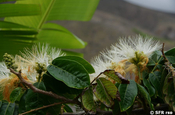 Blüte Affenschwanz Inga edulis (Mimosengewächs) in Ecuador