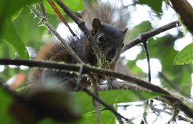 Eichhörnchen (sciurus igniventris)