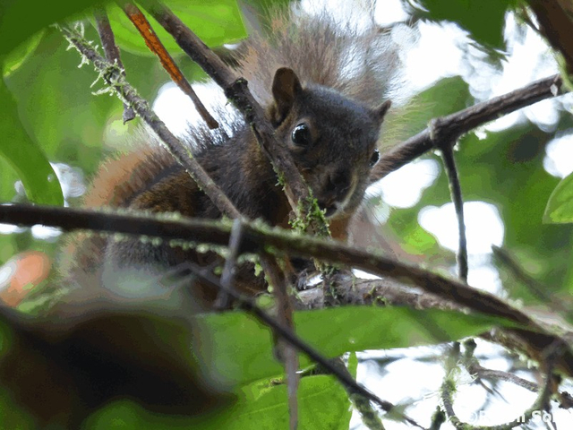 Eichhörnchen (sciurus igniventris)
