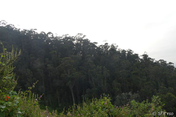 Eukalyptus Wald am Vulka Ilalo, Ecuador