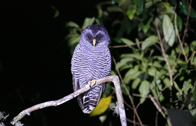 Nachteule auf Ast, Ecuador