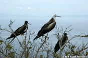 Fregattvogelfamilie auf Isla de la Plata in Ecuador