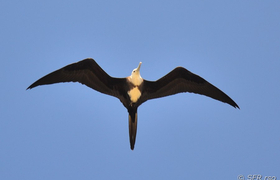 Fregattvogel