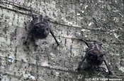 White line suck wing bat an Baum in Ecuador