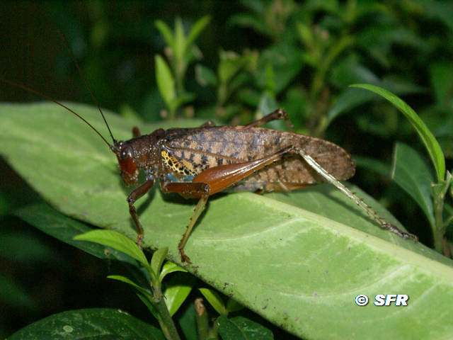 Heuschrecke Orthoptera in Eucador