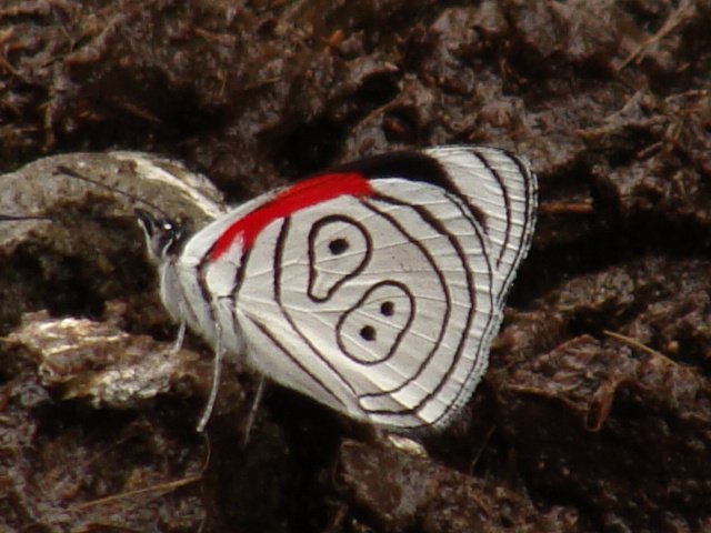 Schmetterling Diaethria clymena in Ecuador