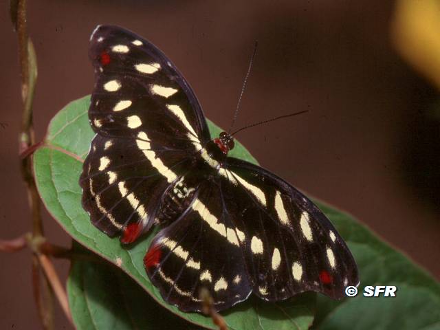 Schmetterling unbestimmt in Ecuador